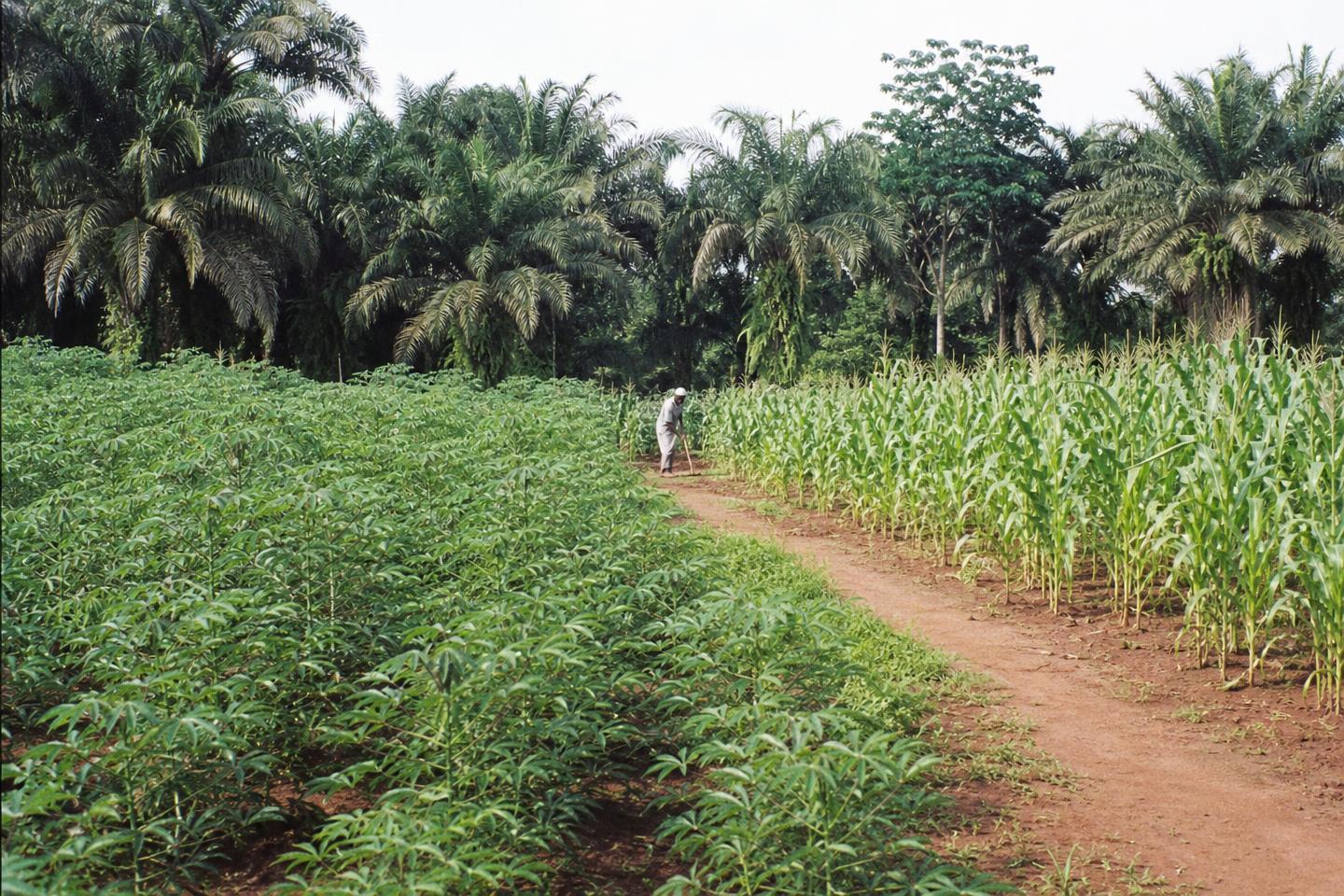 40 Hectares Farmland, Ido Agricultural Belt